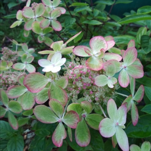 Hydrangea paniculata 'Pastelgreen' - Aedhortensia 'Pastelgreen' C2/2L 